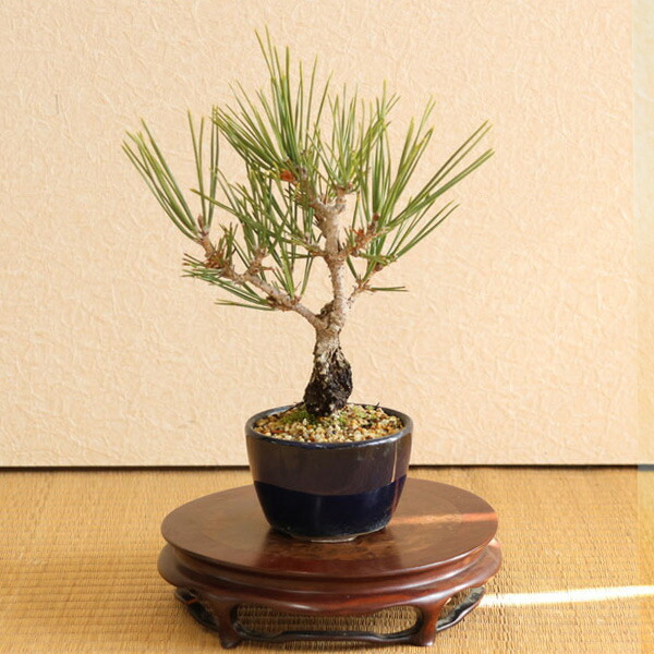 楽天市場】ミニ盆栽：錦松*（萬古焼青丸小鉢）錦松ニシキマツにしき