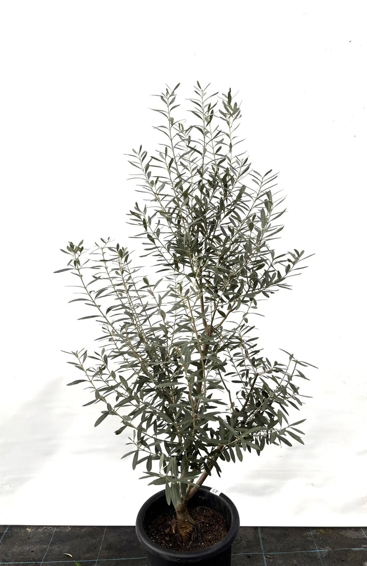 シプレシーノ Lサイズ 約160cm K-43 オリーブの木 - 株式会社鶴亀園