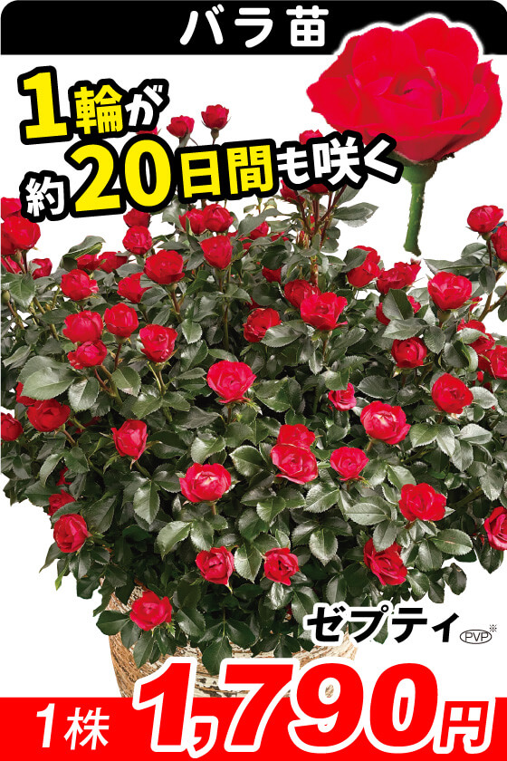 激レア バラ苗 シルバーグレーの海外新品種 1株のみ 入手困難 激レア