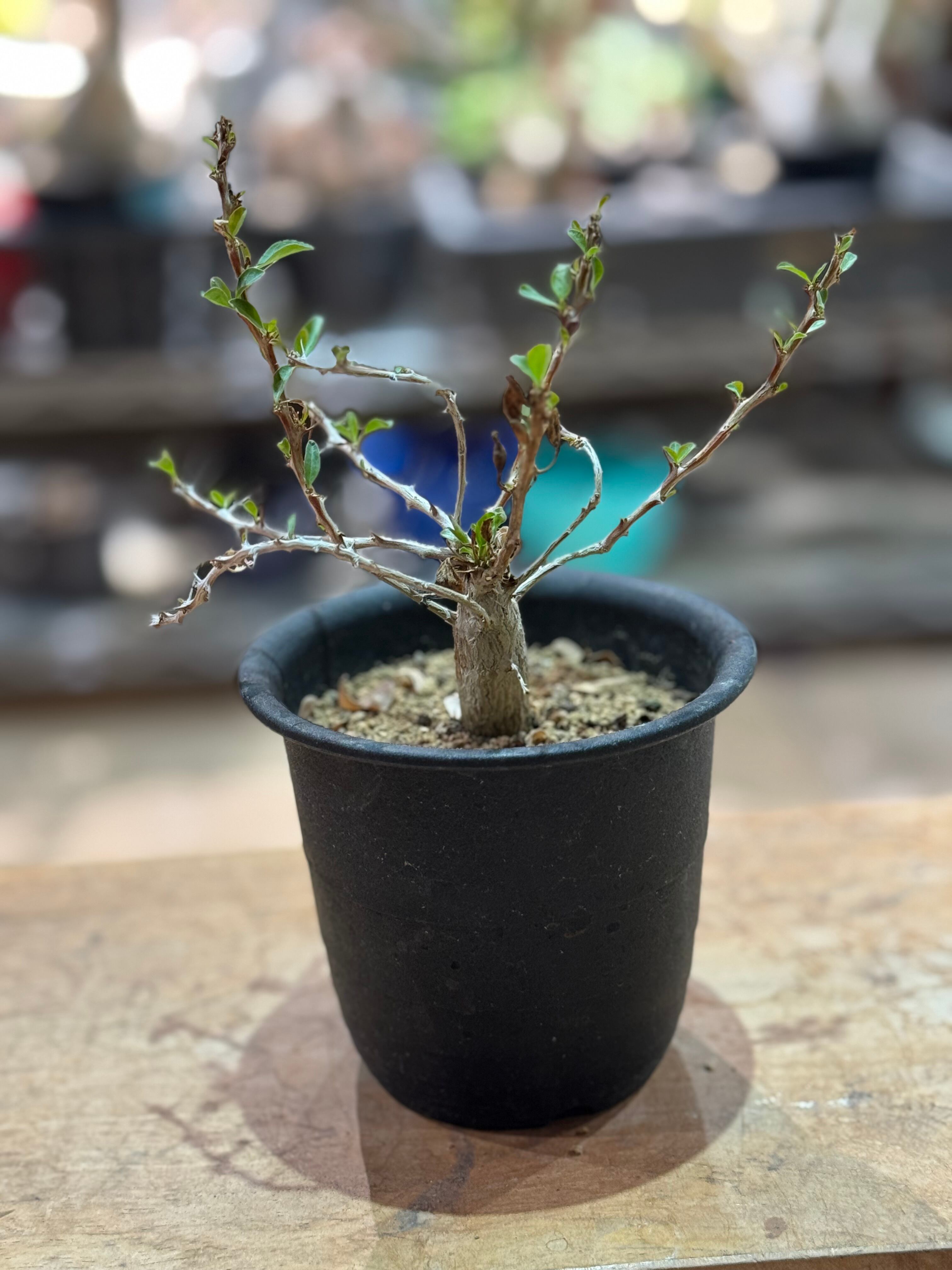 新着】Fouquieria fasciculata【激レア塊根の挿木】フォークイエリア