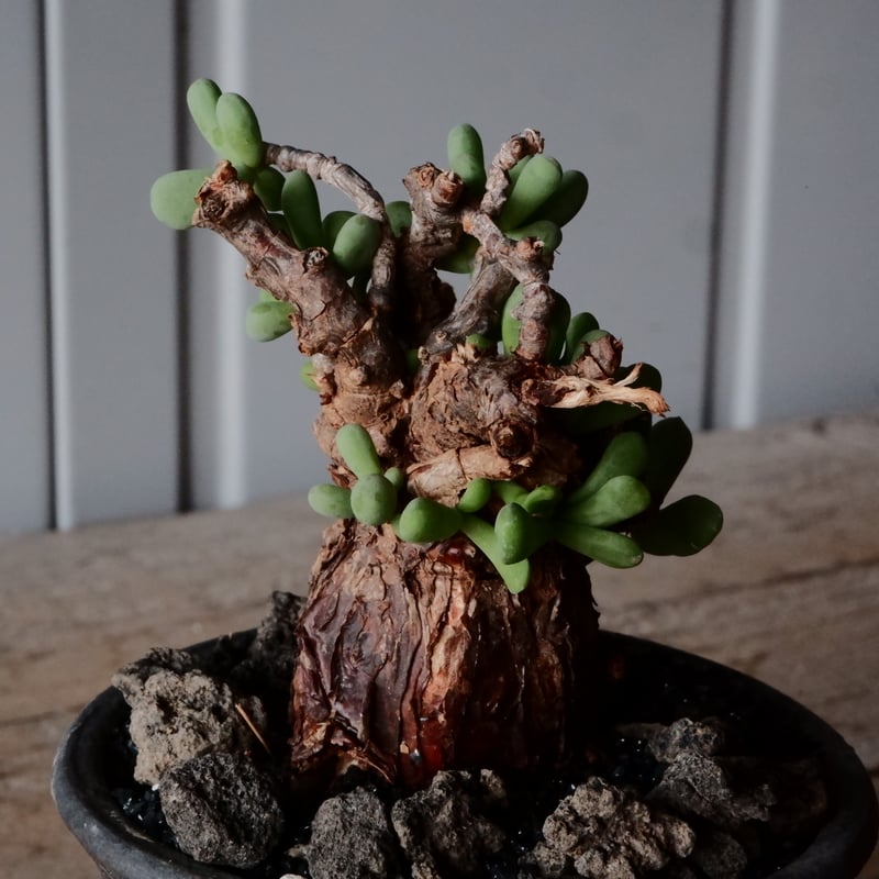 ケラリア ピグマエア 現地株 発根済 ［No.41］ × 沼野秀章 作「 black w