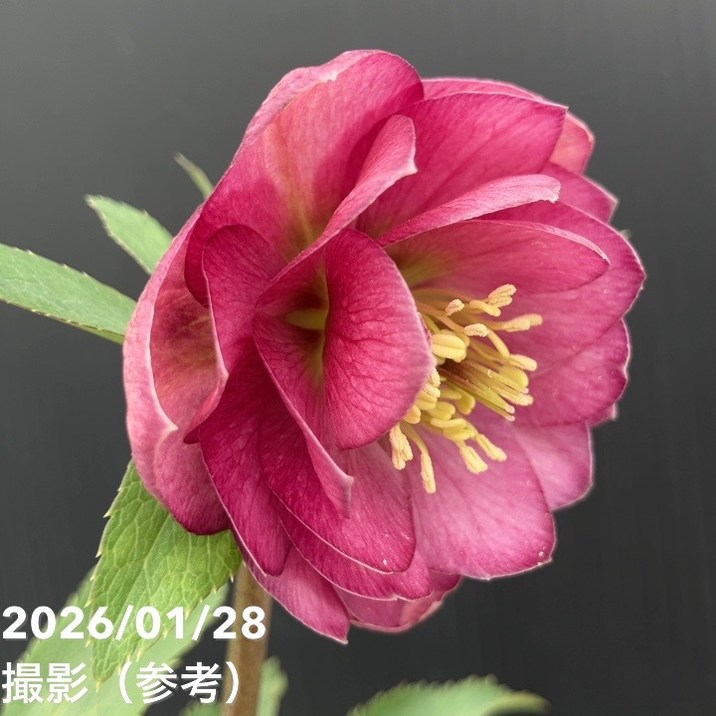 お買い得一点物咲き進み株】加藤農園 艶々系クリスマスローズ キラメキ