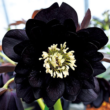 クリスマスローズの苗｜タキイネット通販【公式】