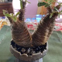 2026年最新】グラキリス 現地球の人気アイテム - メルカリ