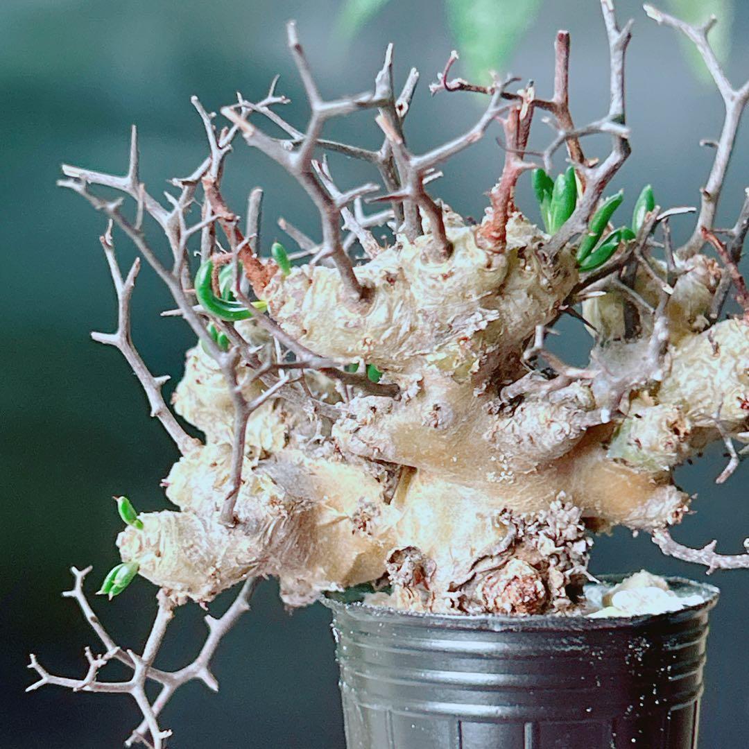 早い者勝ち☆発根促進処理済み♪】 チレコドン レティキュラーツス