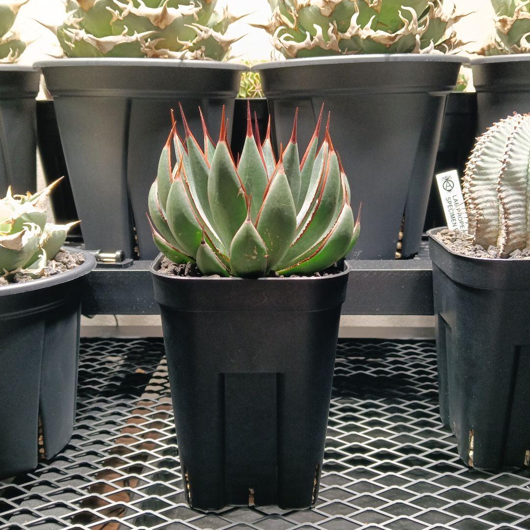 マンガべ　プレイングハンズ　アガベ　多肉植物　美株 マンガべ『プレイングハンズ』入荷しました！ マンガべは、マンフレダ