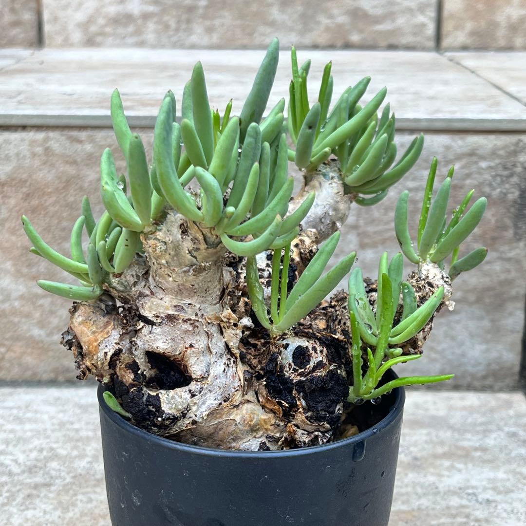 チレコドン　レティキュラータス　No.002　鉢、送料込　メルカリ便 2026年最新】チレコドン レティキュラータスの人気アイテム - メルカリ