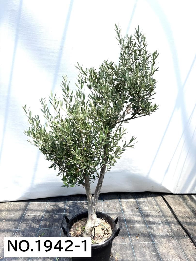 オリーブの木　シプレシーノ　約160cm　NO.1942　大型　現品掲載　古木 NEWシプレシーノ（オリーブの木）｜大型商品｜NO.1942｜約160cm｜人気