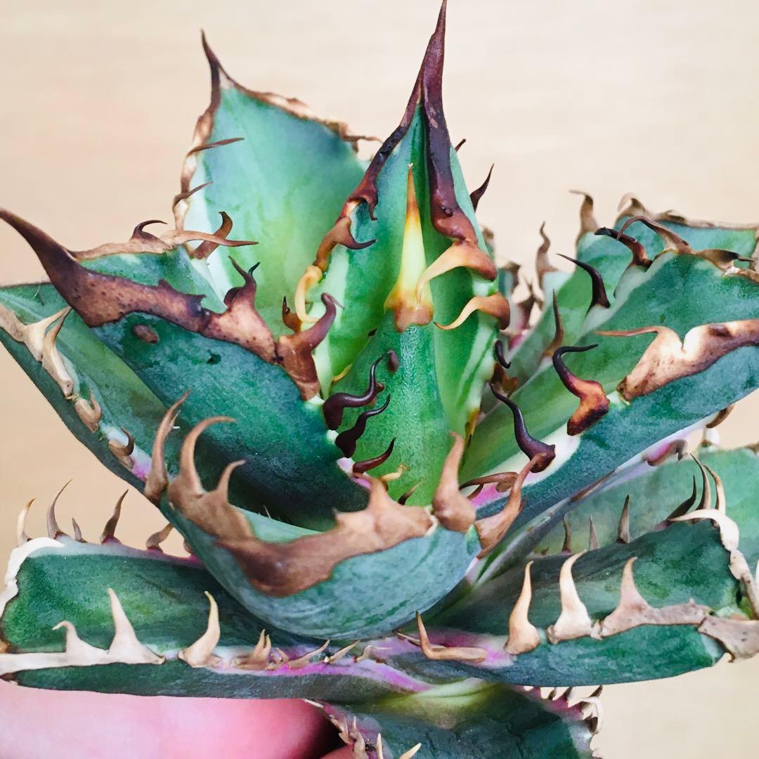 【稀少】1 レッドキャットウィーズル錦 多色斑 極上強棘 TC アガベ チタノタ 楽天市場】高級株 アガベ チタノタ レッドキャットウィーズル錦 地獄猫