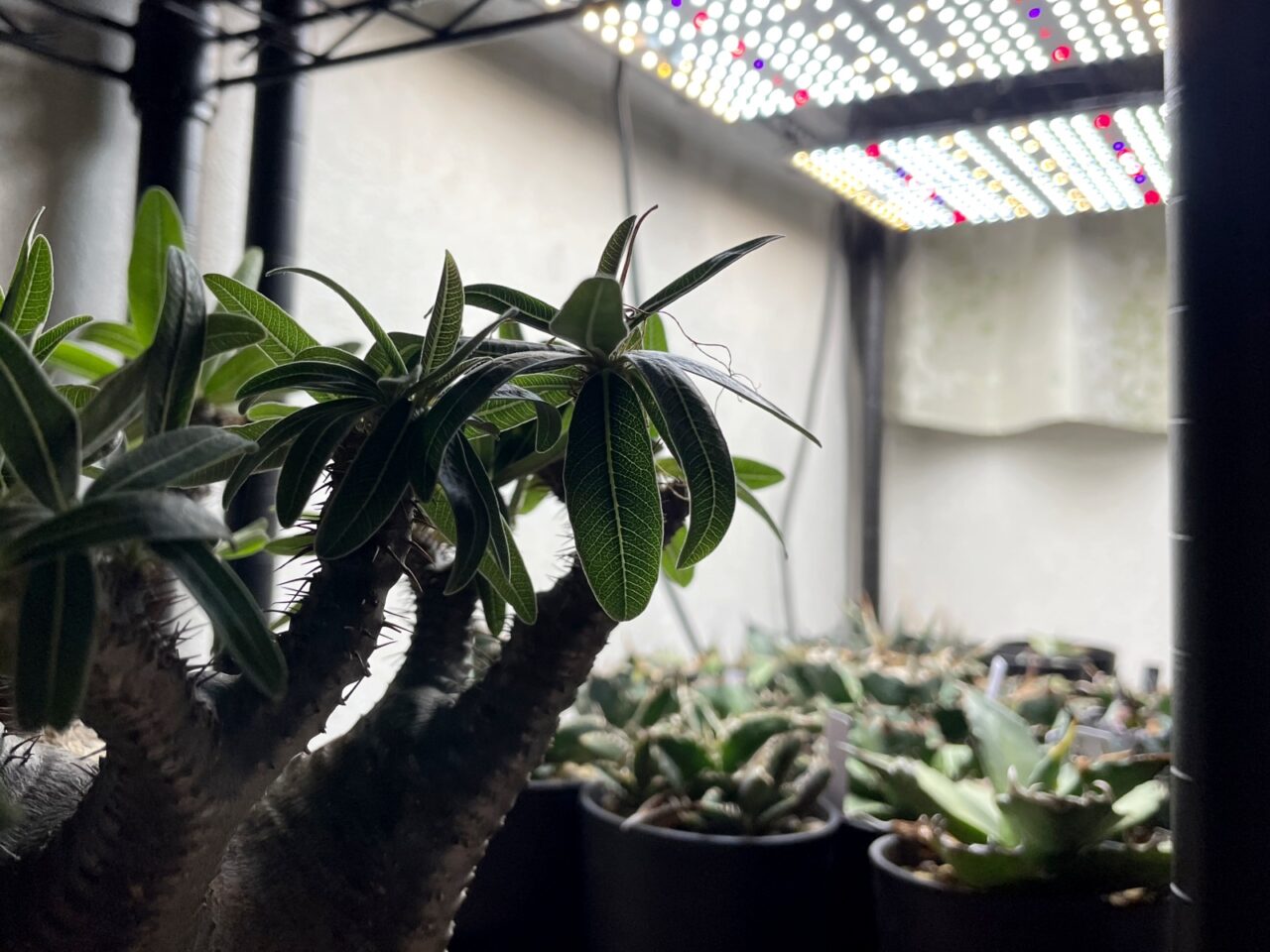 発根管理中のグラキリスが未だ発根しないので万難を排して土耕管理へ